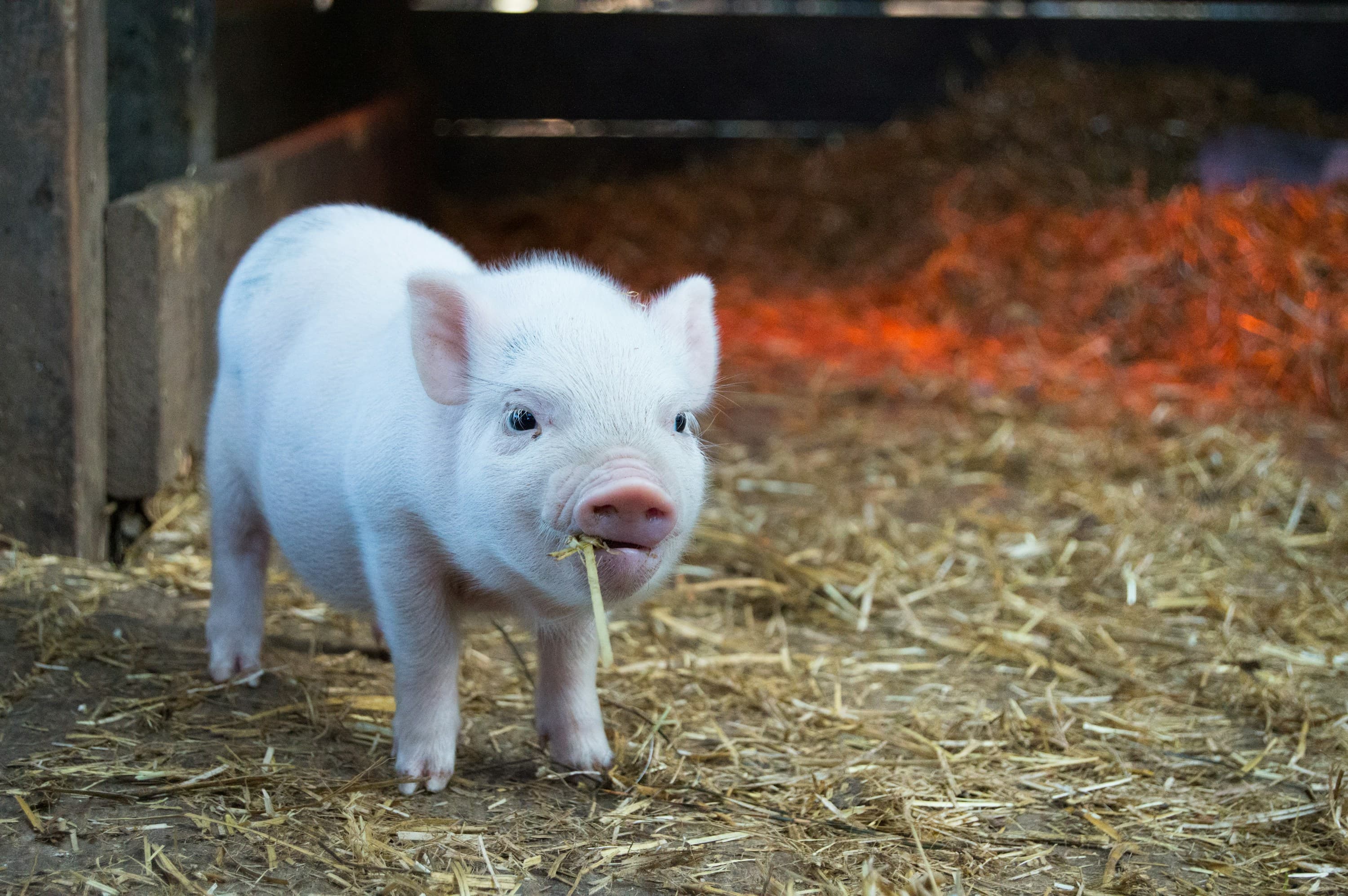 A young pig in a straw-bedded barn pen