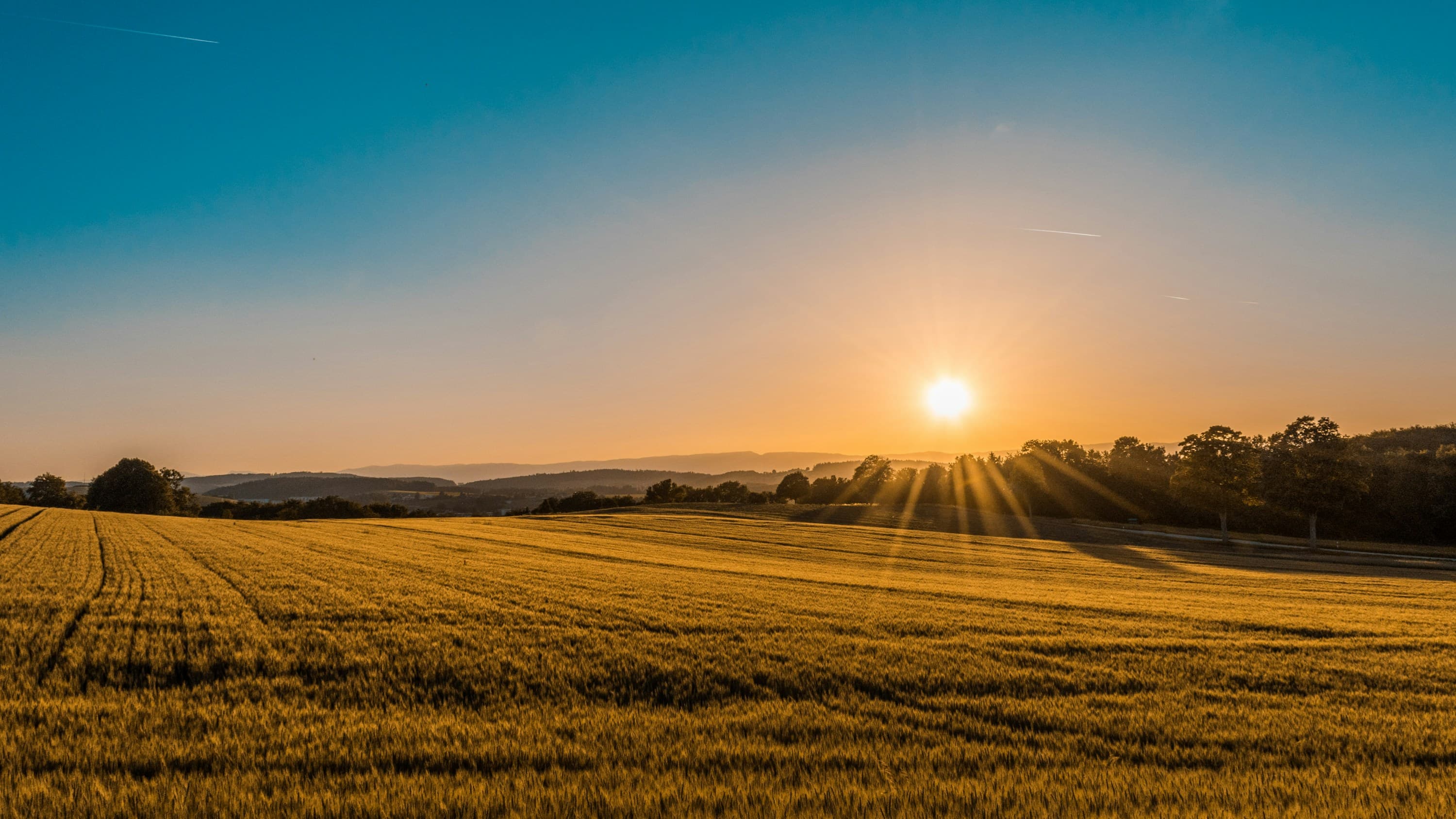 Open farmland at the edge of the site in late afternoon light