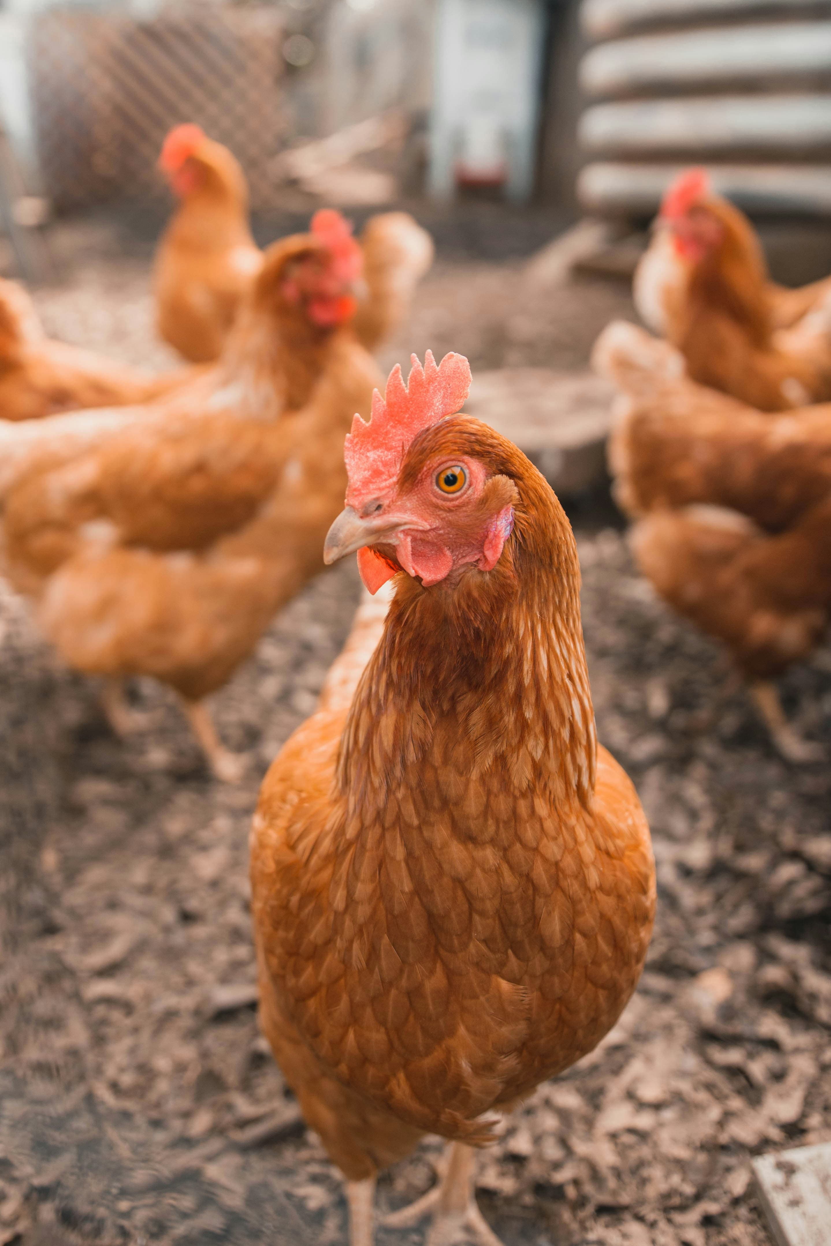 Free-ranging hens in the farmyard