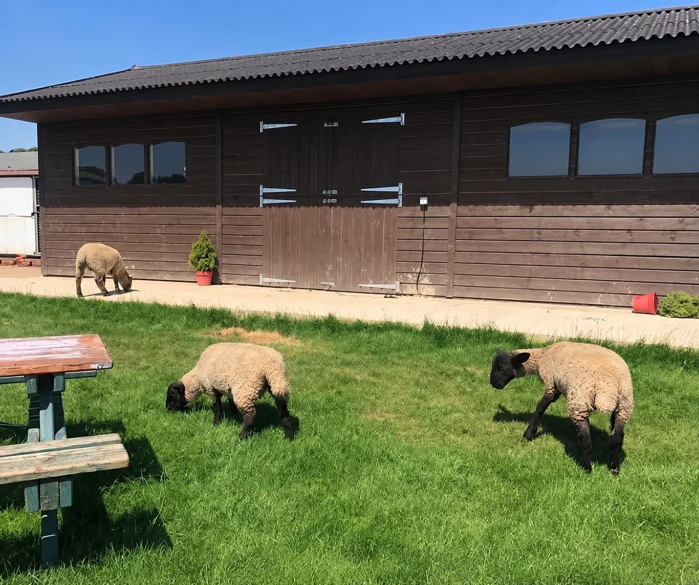 Sheep grazing on the grass beside the timber barn at Nathan's Farm, Chalfont St Giles