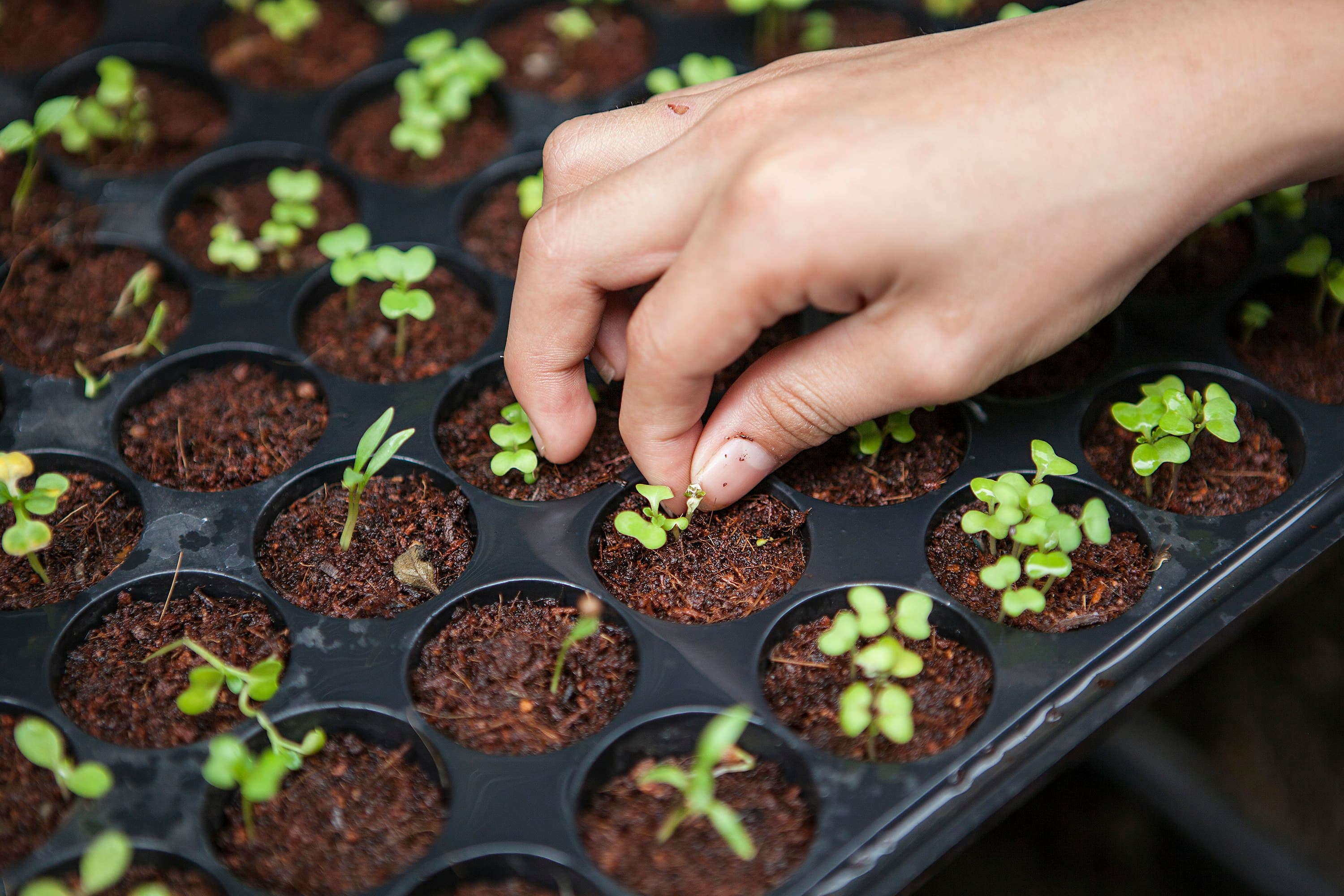 Hands planting seedlings into a module tray