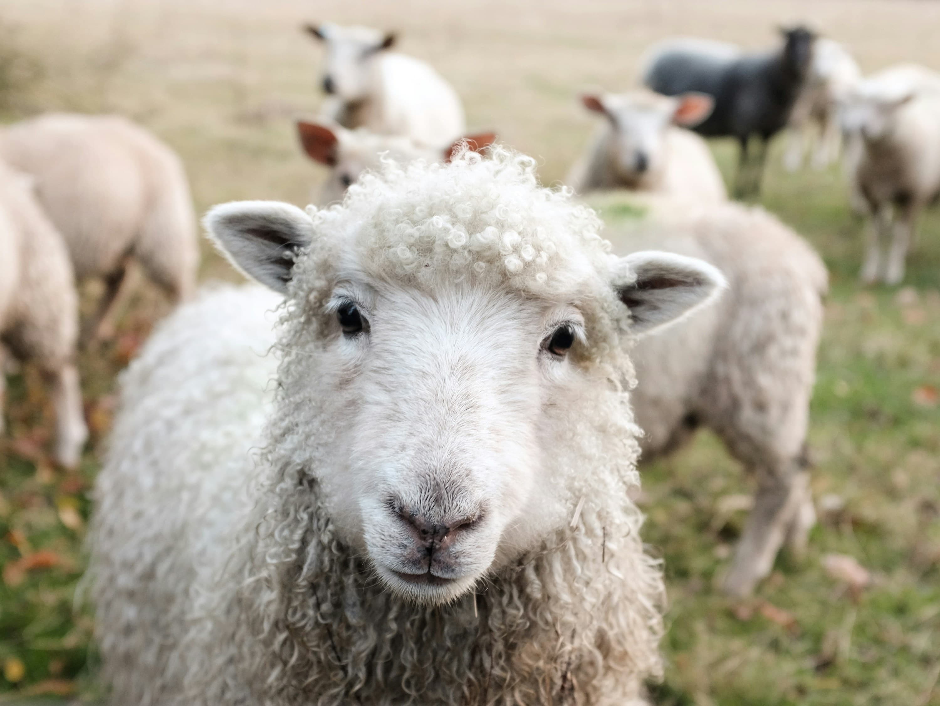 Sheep grazing in a paddock on the farm