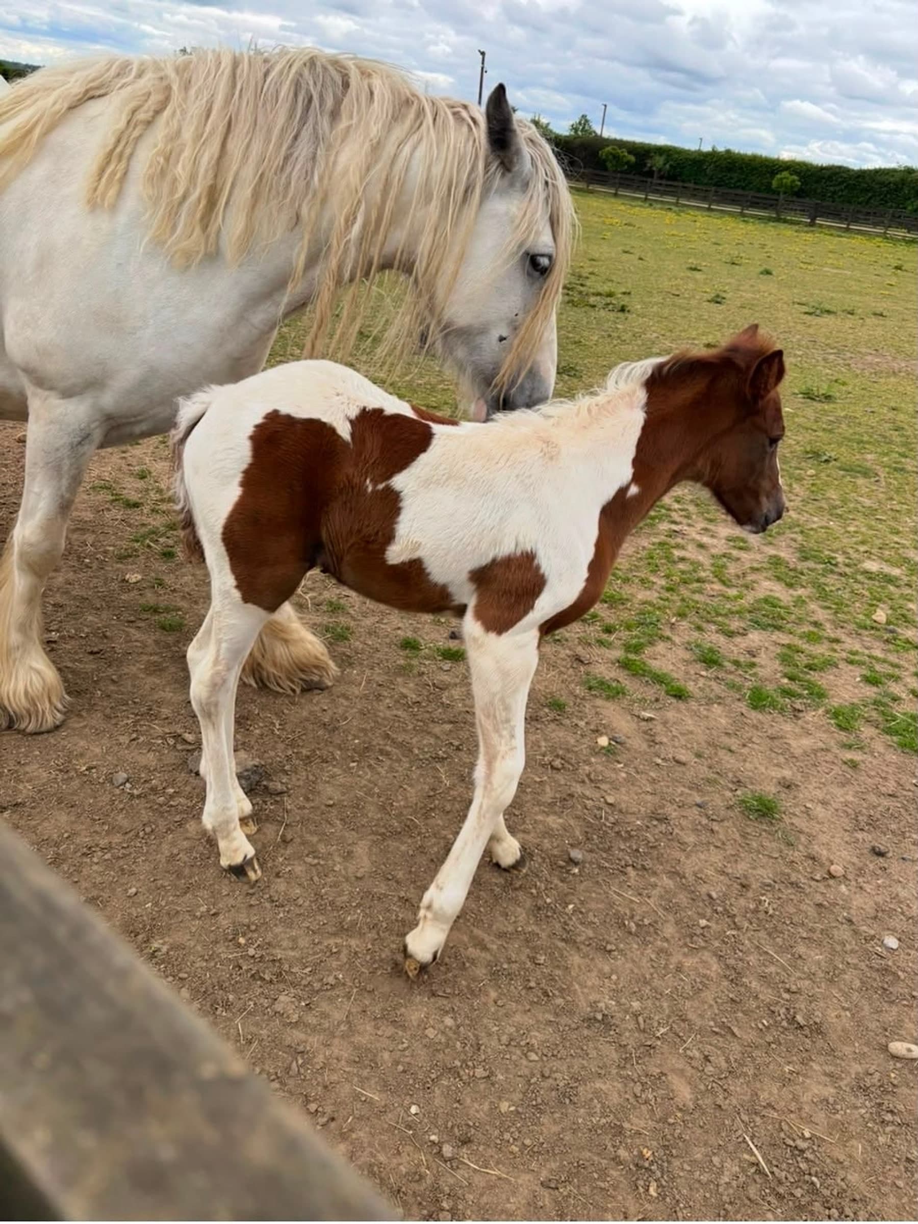 A grey mare nuzzles her piebald foal in a post-and-rail paddock on the farm