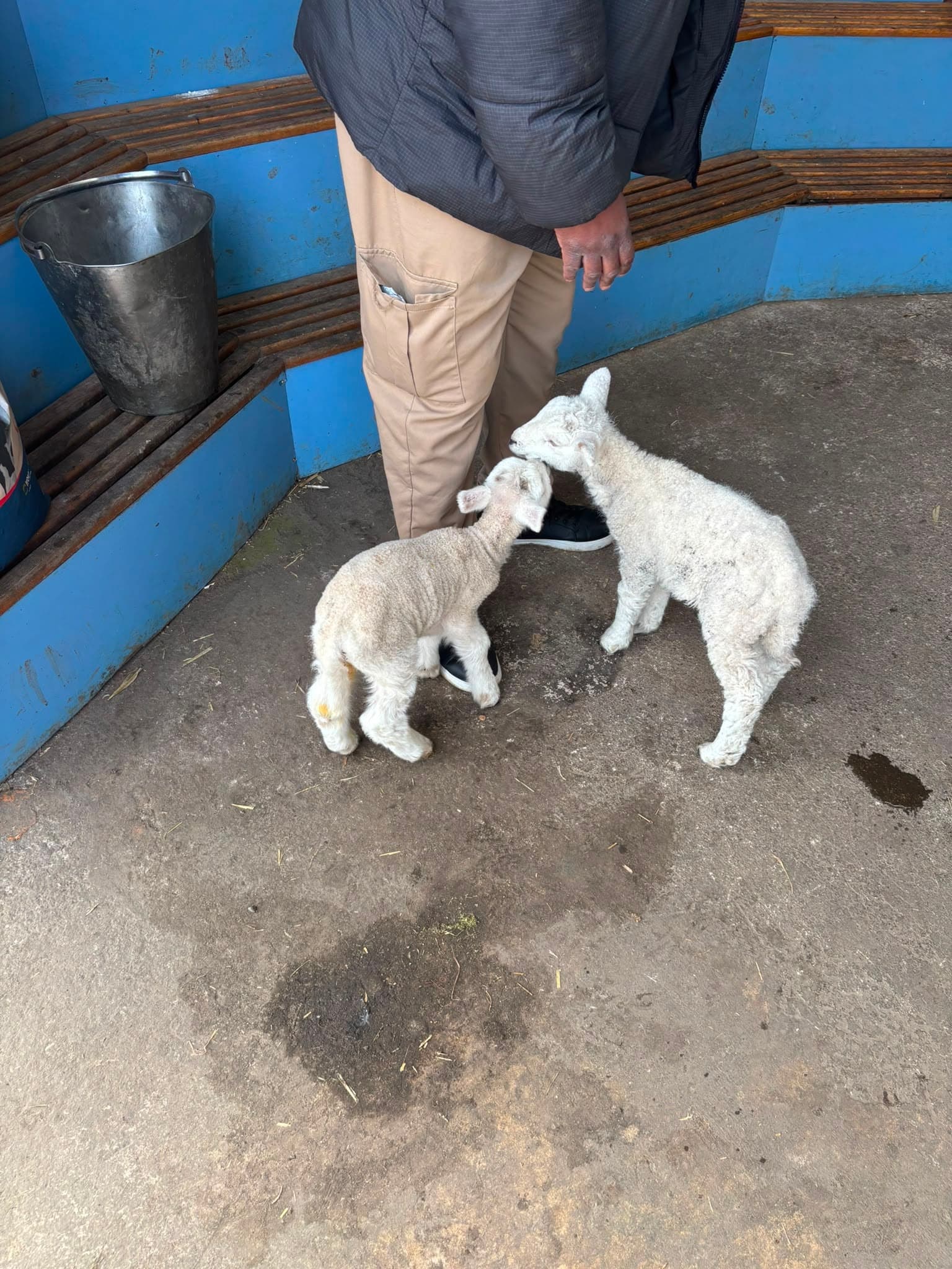 Two lambs nose at a handler's boots in the shelter, a feed bucket on the bench behind