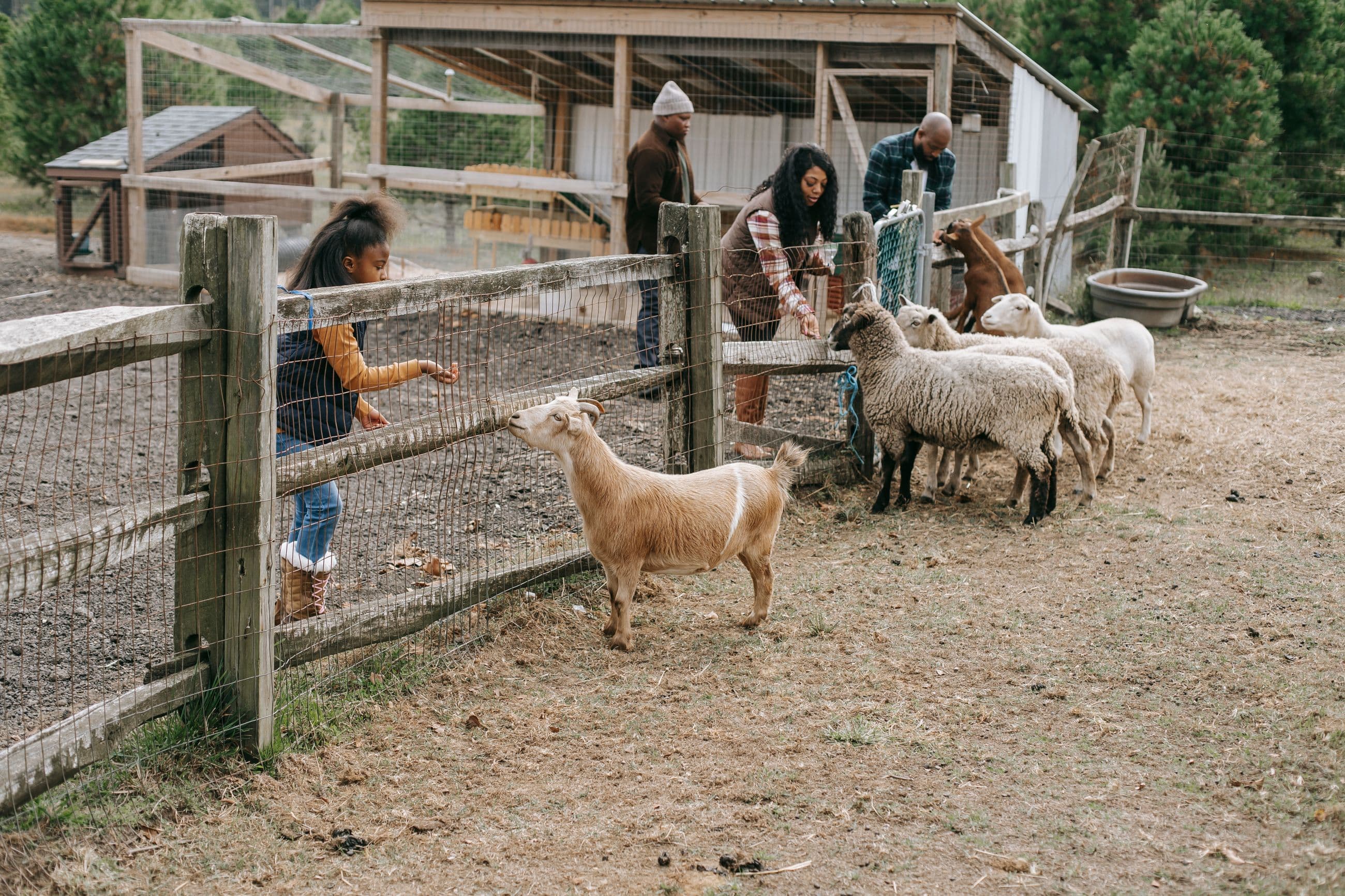 A girl leans over a timber fence with her hand out to a goat, sheep grazing beyond