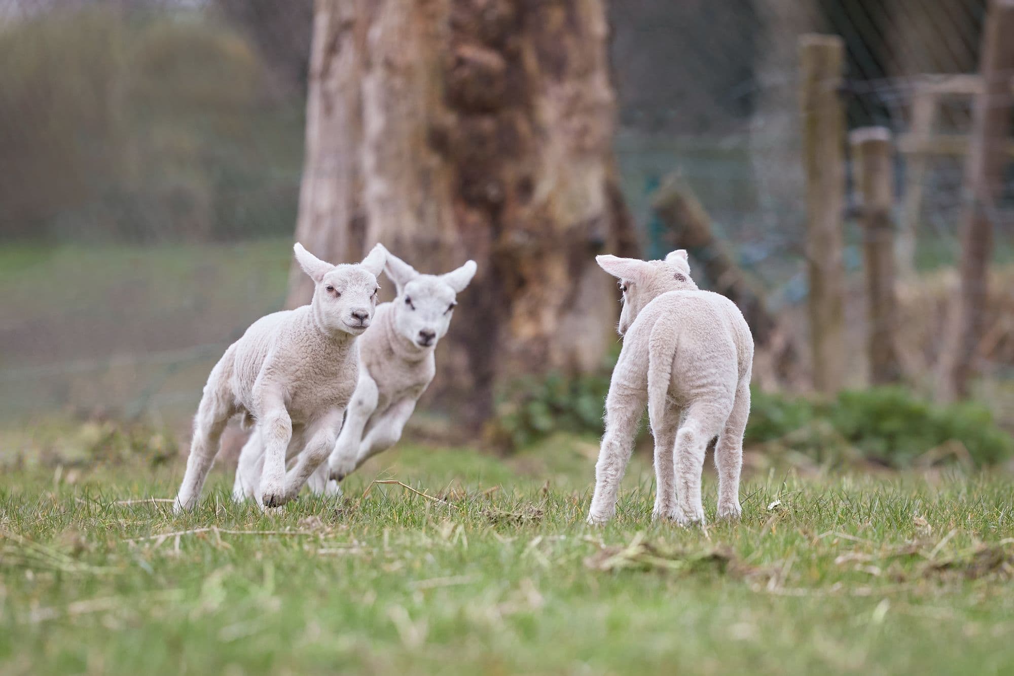 Three young lambs cross a green field beside a broad tree in soft light