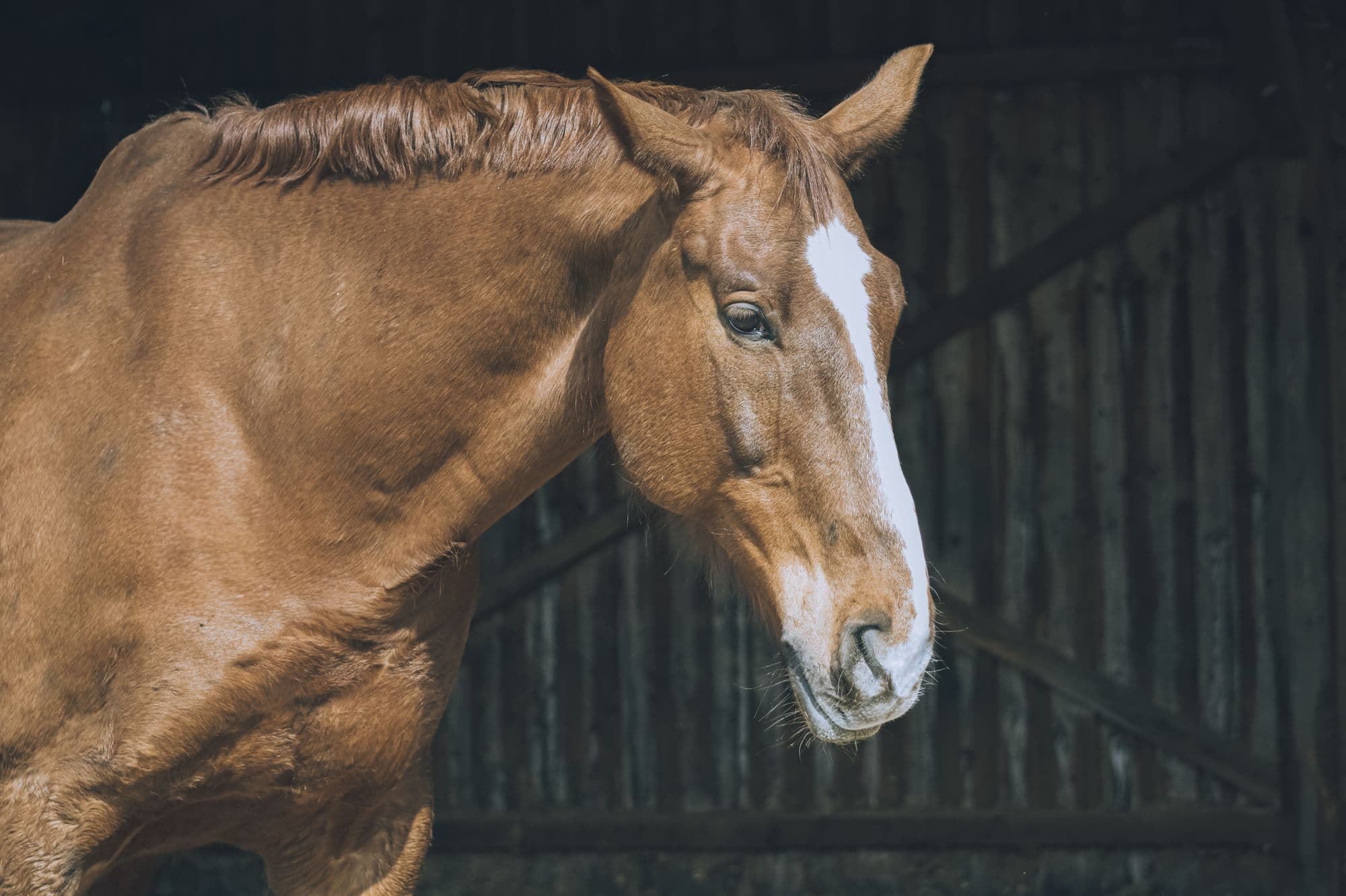A chestnut horse stands quietly in profile against the dark timber of a stable
