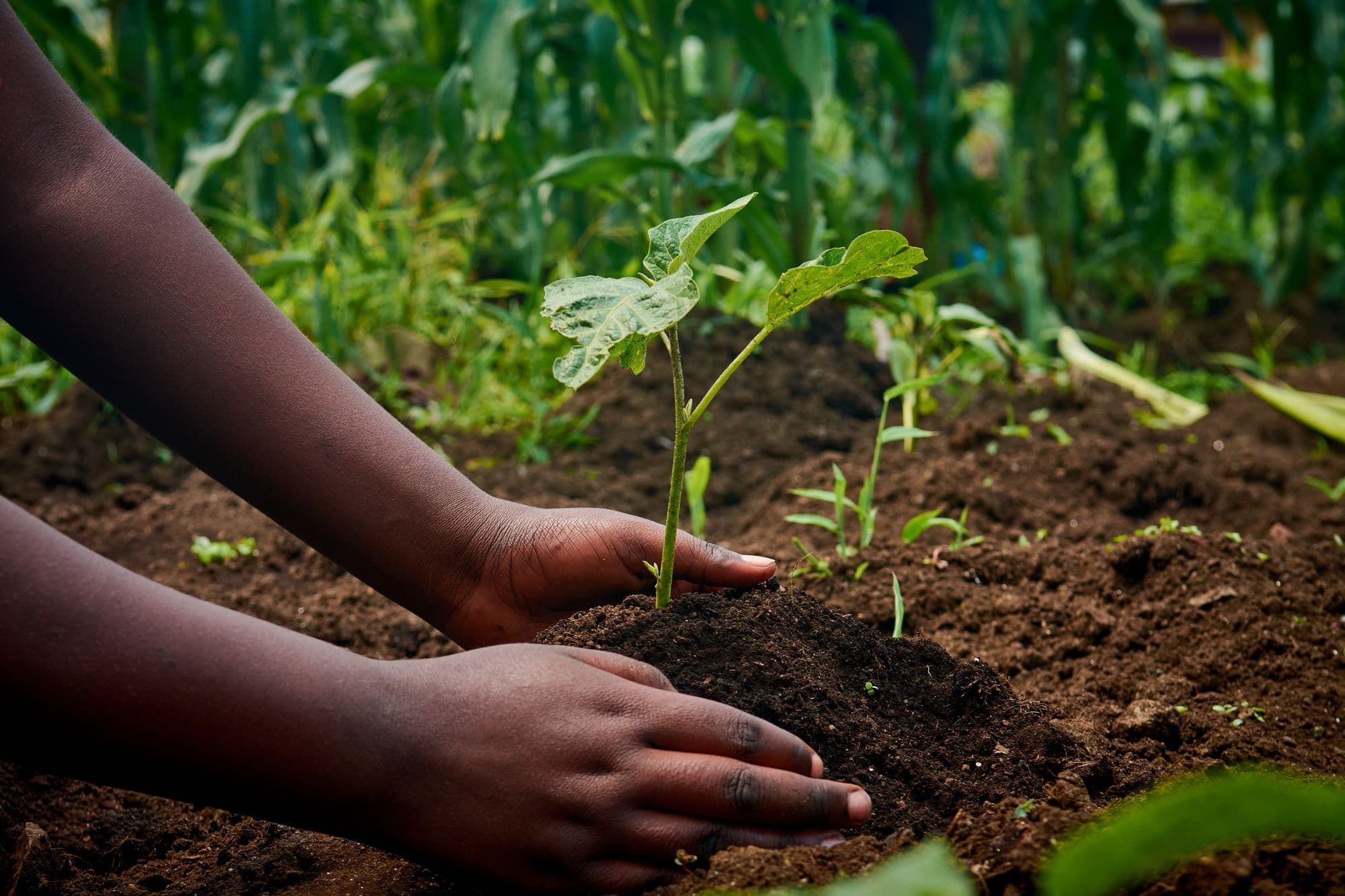 Two hands firm dark soil around a young seedling in a planted crop row