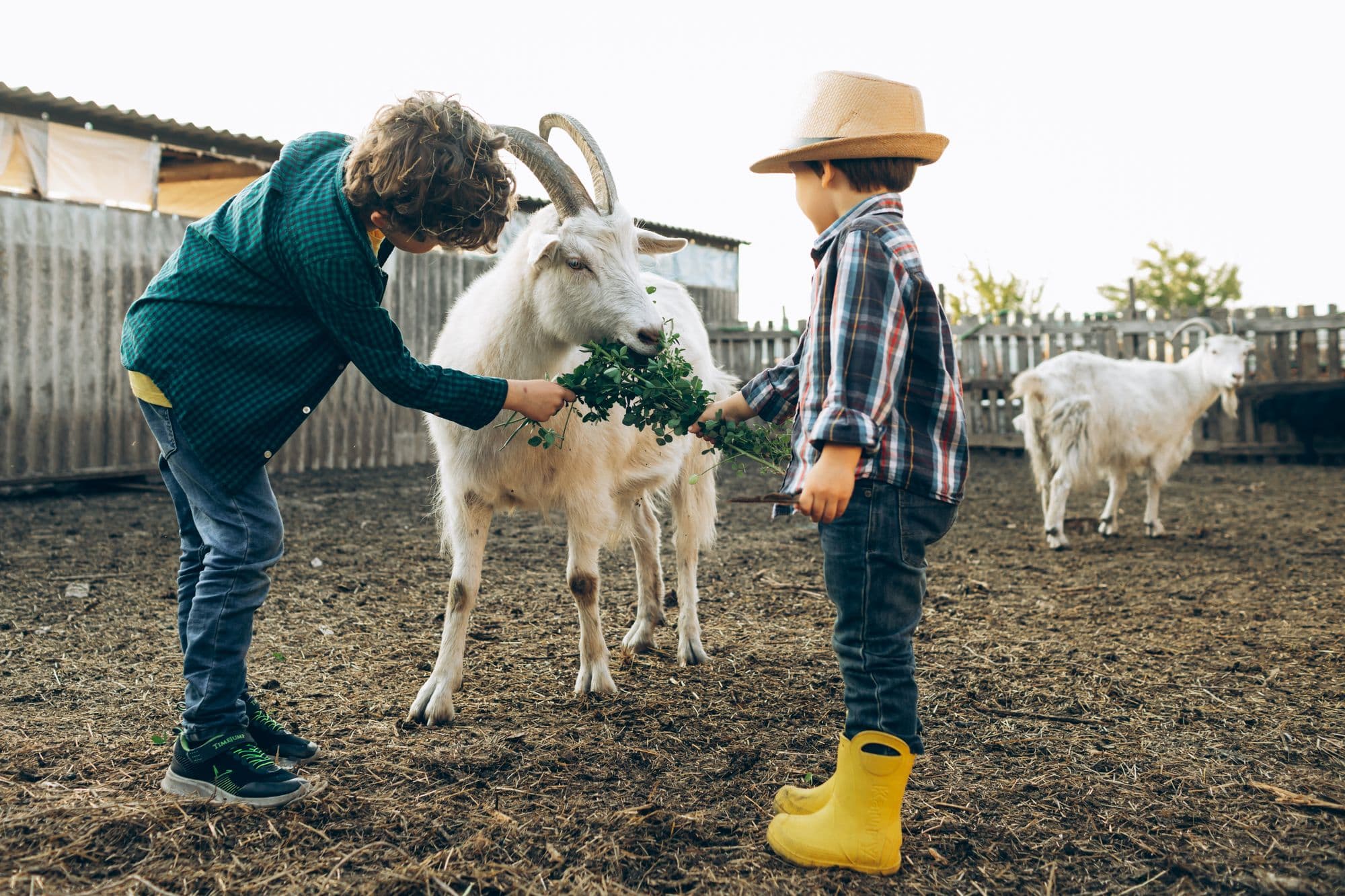 Two boys in wellingtons hold out fresh greens to a white goat in a farmyard